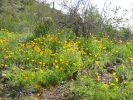 PICTURES/Picacho Peak & Casa Grande/t_Picacho Peak - Wildflowers1.JPG